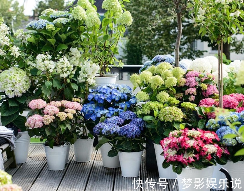 夏季养殖绣球花,怕花大压弯枝头?学会这几招,植株不倒伏