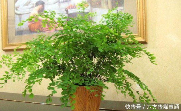 铜钱草|夏天不能缺水的5种花，越浇水长得越旺