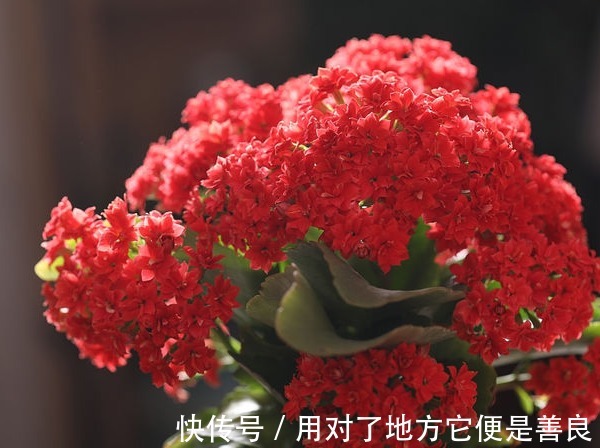 长寿花“嫁给”不死鸟，不怕黄叶，不怕烂根，变成“不死长寿花”