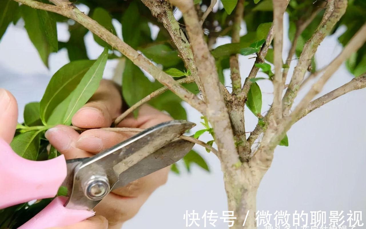 冬天里,给这8种花修剪,要分清楚修剪方式,否则来年长势成问题