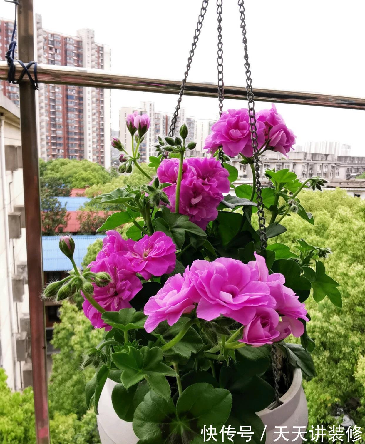 玫瑰花|你的阳台缺花吗?养棵“夏日玫瑰”,颜值高,花期长,养护也不难