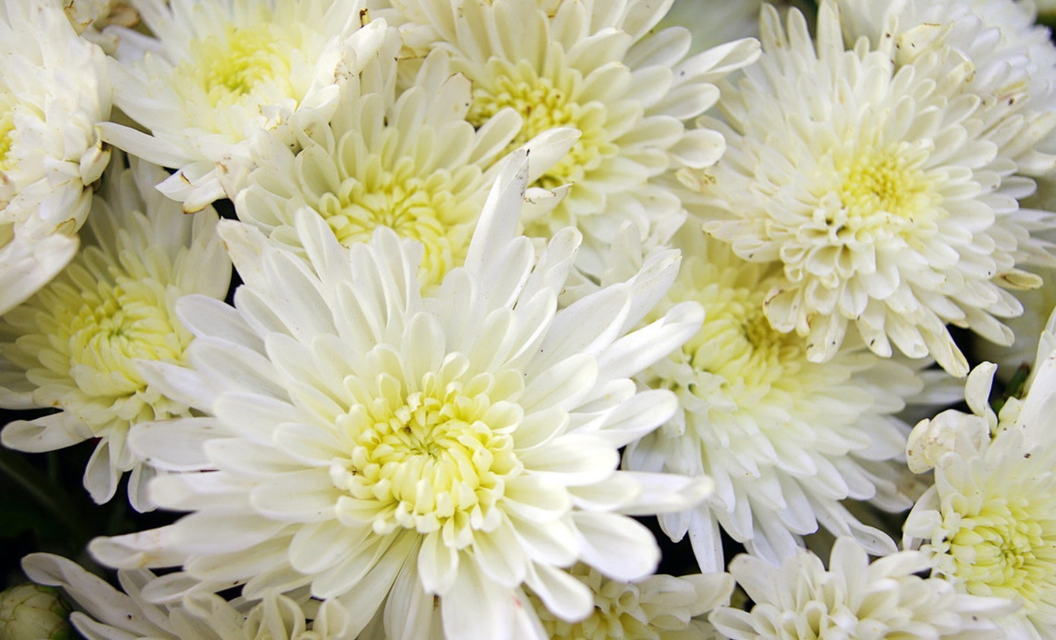 菊花茶常喝百益无害医生大错特错,3类人能不适合多喝菊花茶