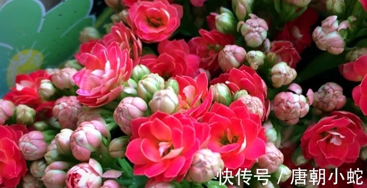 天增岁月人添寿,福寿吉庆长寿花