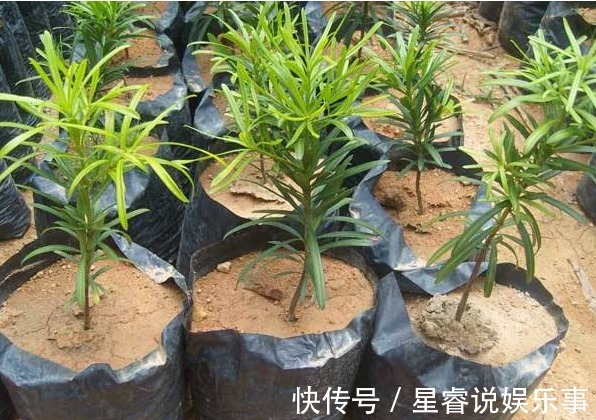 家有罗汉松,代代出富翁,这种松太贵不用买,剪个枝一插就活