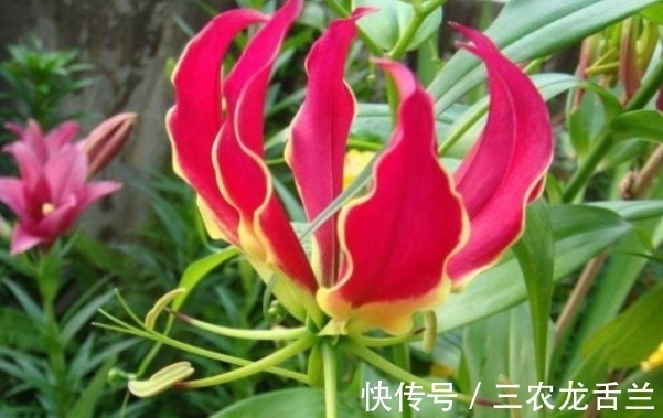 治疗痛风|治疗痛风的“特效药”，长在农村没人要，城里根本看不到