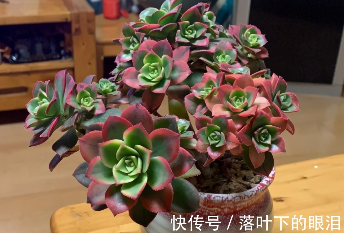 这些多肉新手买一盆死一盆,已被肉友拉进“黑名单”,买了浪费钱
