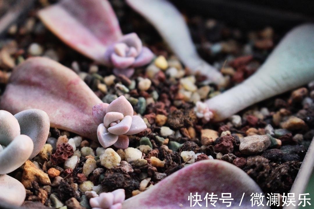 叶片|多肉繁殖成活低,用这个小技巧,新芽嫩叶长不停!