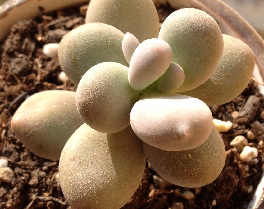 浇灌|天热养花补水，用这3样，枝叶干净油绿，根须健壮发达