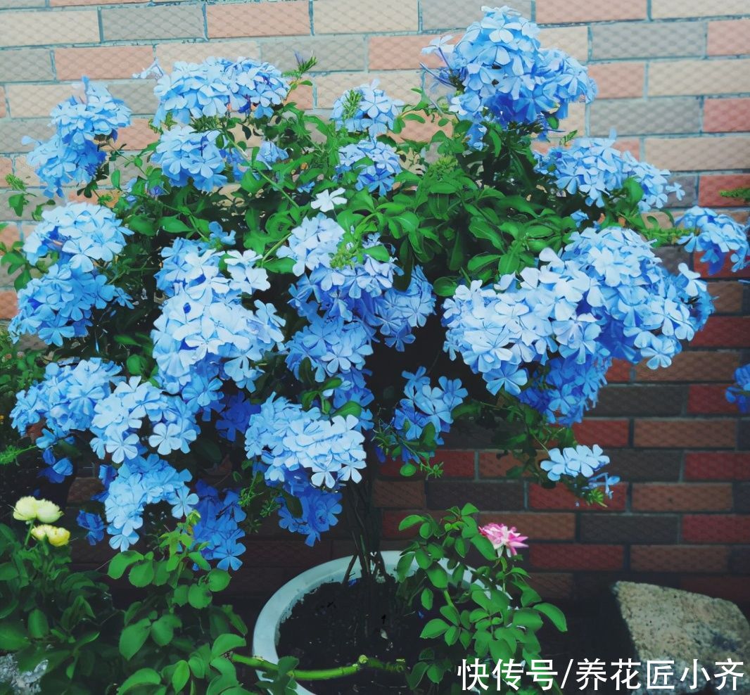 肥料|家中常见的6种花，想要夏季花开不断，不要吝啬光照，使劲晒