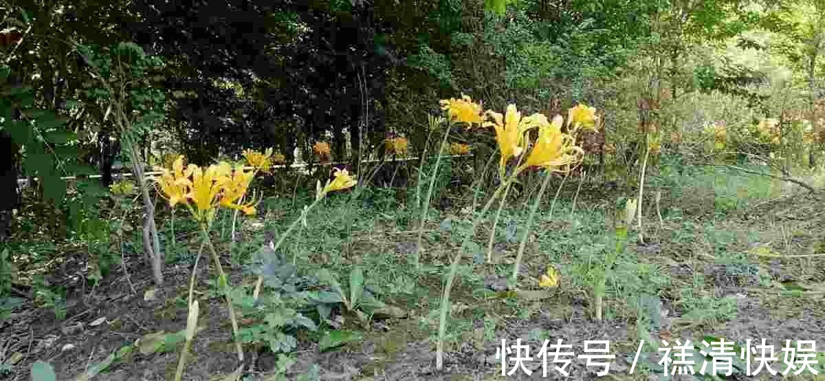 这花名字独特，秋天赏完金黄大花，满地的种子任你捡！