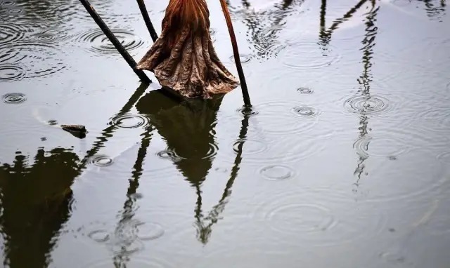 宋词!南宋词人蒋捷的一首词,写尽了一生的委屈,成为宋词里的压卷之作