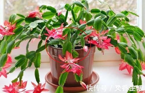 外边买的蟹爪兰花苞特别多有时一个叶片上就有五六个,商家是怎么做到的?
