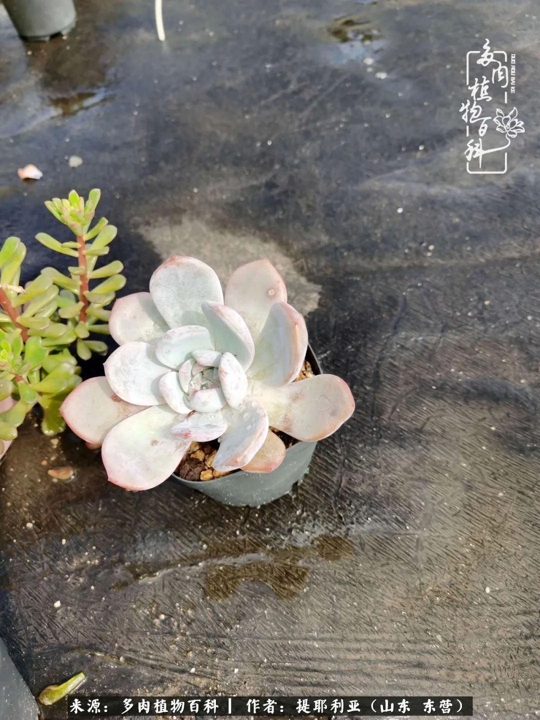 多肉植物|人如多肉,经阳光雨露历练后,亦会越挫越勇!