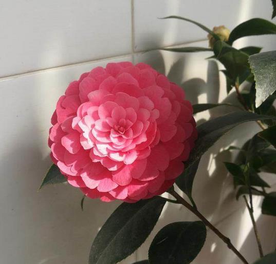 玛格丽特|6种漂亮花,秋天千万不要“乱修剪”,影响一年开花量
