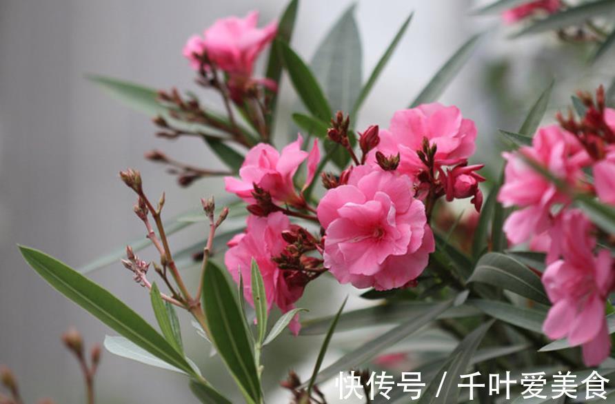 多肉法师|养花别大意,3种花对身心健康不利,再喜欢也别养,你养过几种?