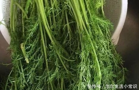 农村|农村有一“香丝菜”,味道独特厨房必备,其实价值珍贵,一斤7元