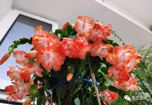 蟹爪兰|长寿花蟹爪兰还没开花,赶紧加餐,赏花有戏!