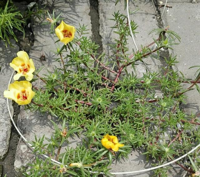 朱顶红|真正的花坚强，墙缝、地缝都能长，开花特别旺！