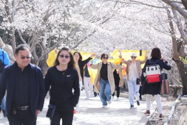 赏花正当时 请来邹平赴一场樱花盛宴