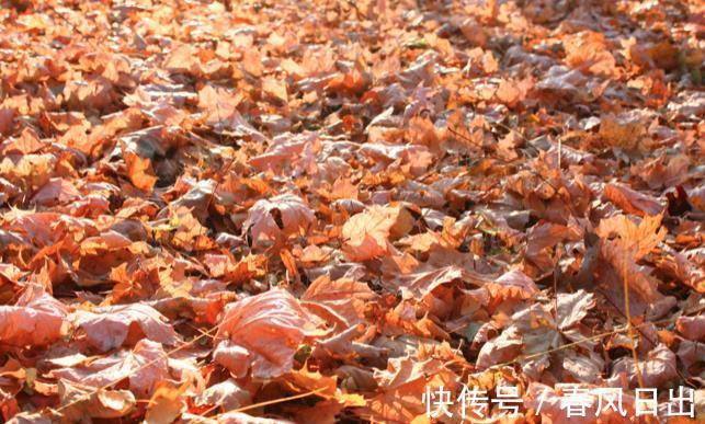 秋燥|8月7号立秋,农村老人常说“立秋有六怕”,分别指的是啥?在理吗