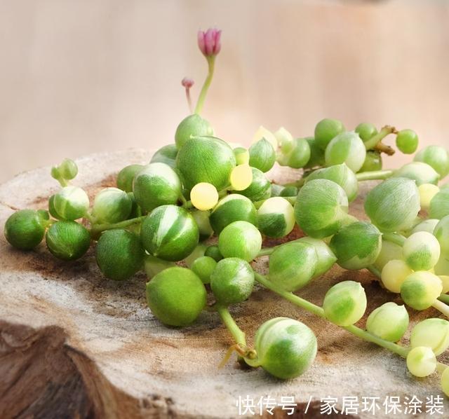 这三多肉是公认的爆崽小能手，光线差也易爆小崽，独苗养成小老桩