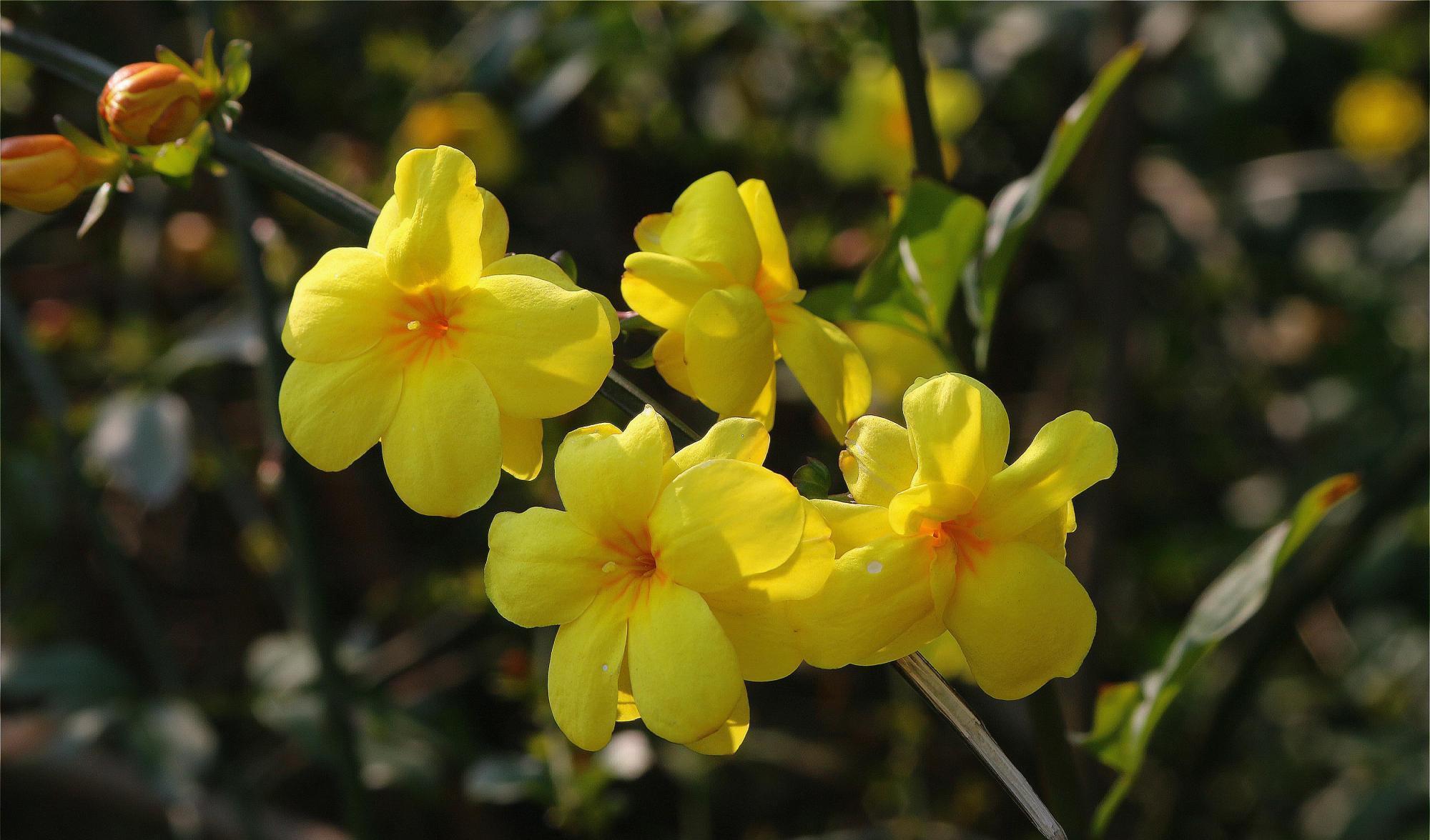 开春养什么花？想早点看花，养这3种，还好养