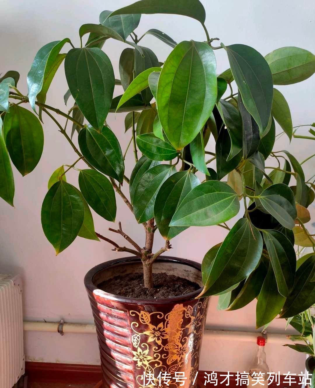 这6种花,是净化空气的小能手,为了健康,家里一定要放一盆