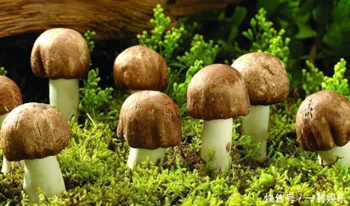 血压|别看它不起眼, 却是天然的“降压药”, 经常吃一吃, 远离高血压