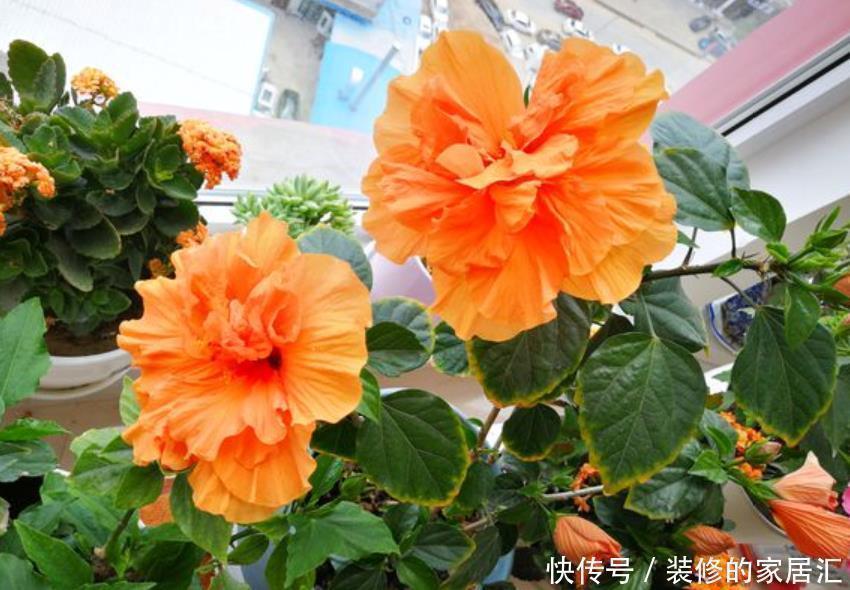 扶桑花|5种晒不死的花,一年四季都开花,不养它们别说你喜欢养花