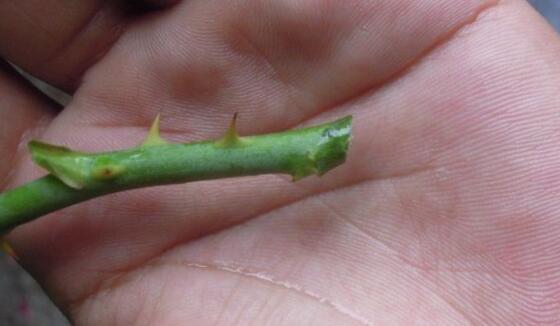 基部|月季、三角梅不生根剪1块海绵捂一捂,2周冒白根,长势喜人