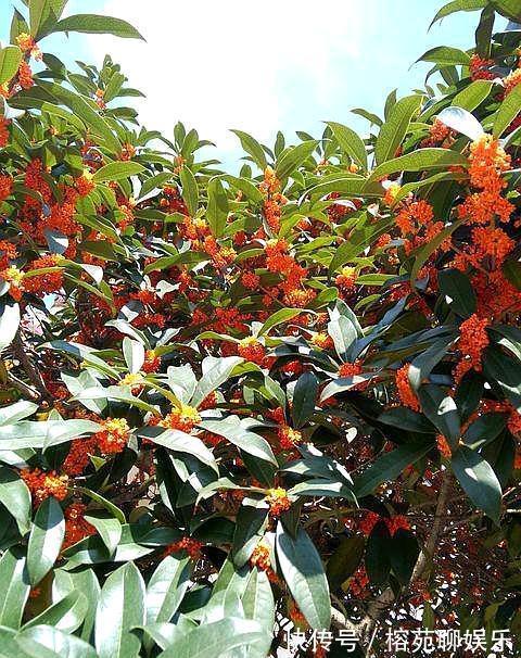 做好“4不要”，桂花树上开满花，叶片油绿旺盛，满院飘香