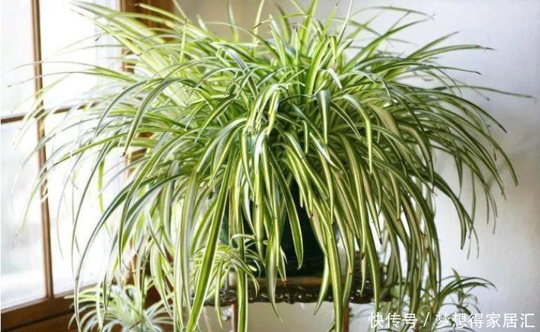 非洲菊|十种容易生长、净化室内空气效果很棒的盆栽绿植，对健康有好处