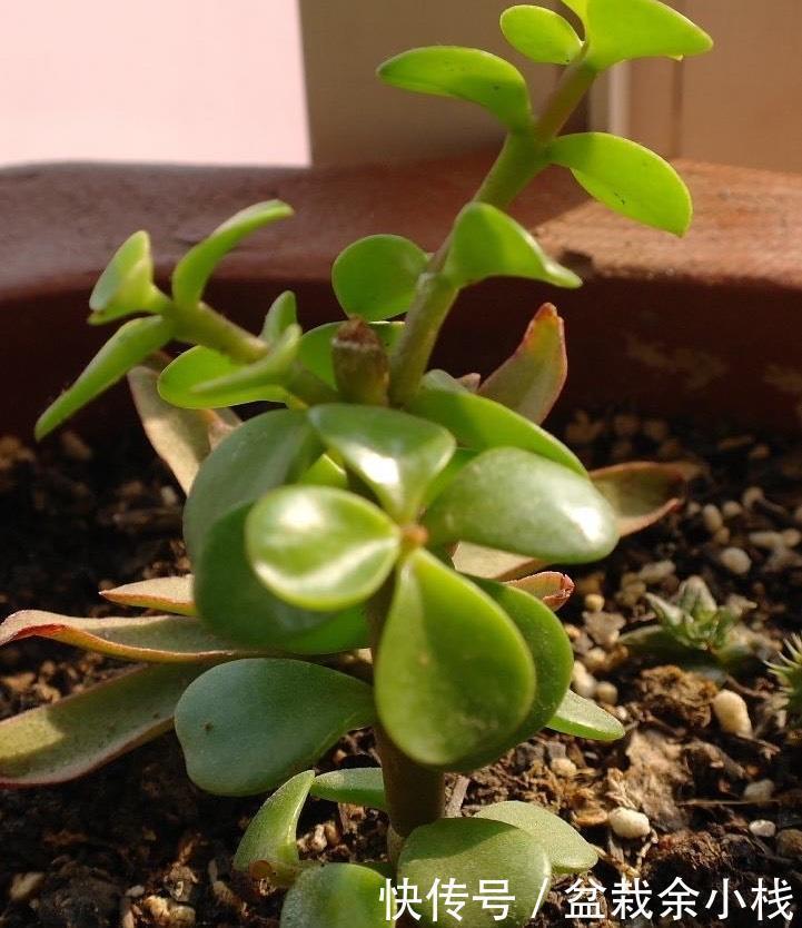 修剪|扦插金枝玉叶,用1招,长根快,成活率高达99%