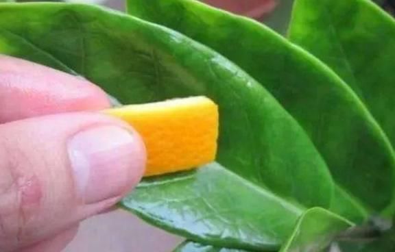 吃剩的橘子皮先别扔,放盆里,花肥钱都省了,啥污染都没有!