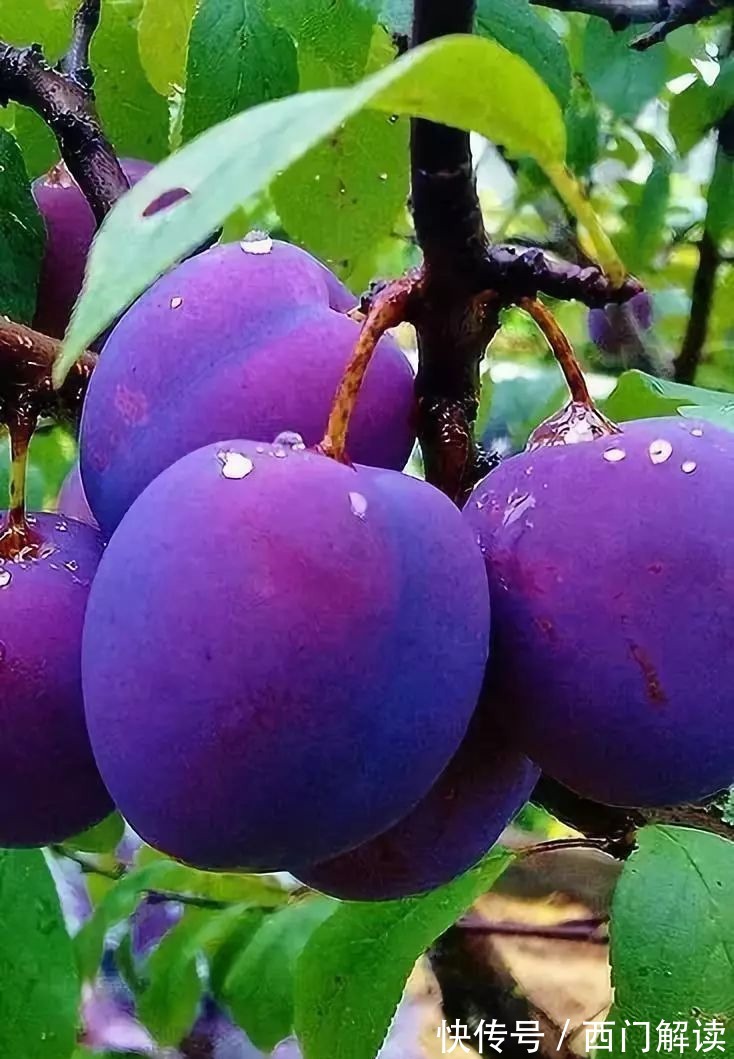 你绝对没见过的奇特的瓜果蔬菜！大开眼界！