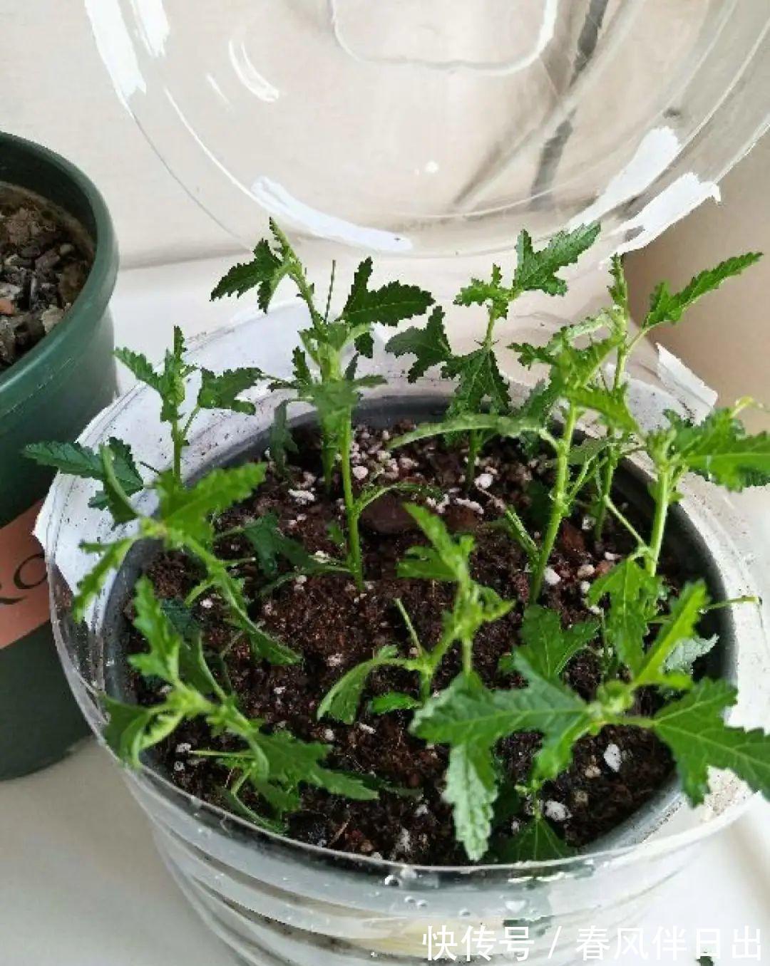 施肥|8种花赶紧剃头,剃得越狠,开花越多