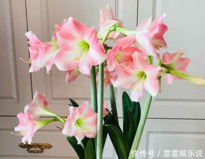 夏天养花，不妨养这5款花，花大色艳真漂亮，谁养谁上瘾