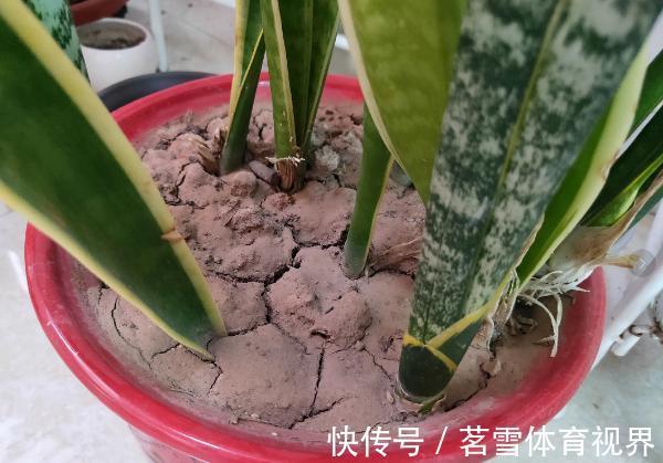 花卉|花土板结怎么办？不换盆土，学会这几招照样能搞定难题