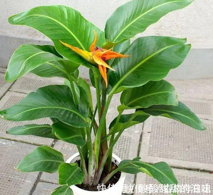 爆盆|4种花养了就爆盆，好养又漂亮，沾土就活，家里养一盆，事业兴旺