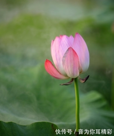 桃花|下周开始，吉星高照，4属相桃花朵朵开，喜事不断，生活幸福