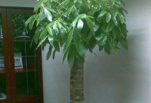 这5种盆栽植物，不浇水反而越长越好，最适合新人练手