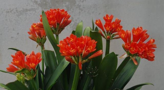 君子兰养养烂根了原来是“浇错水”惹的祸,教你浇水诀窍