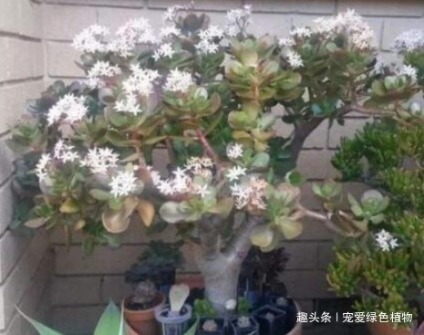 空气|“2种盆栽树”,家里养1盆,辟邪又趋凶,能减少“病菌”促睡眠