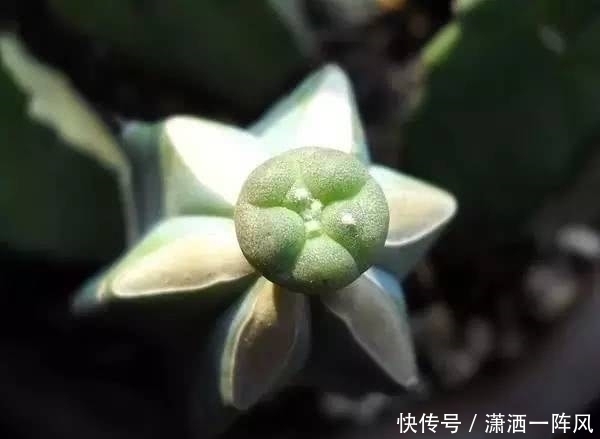 她把多肉种在阳台,一直长到楼下,天天被邻居投诉!