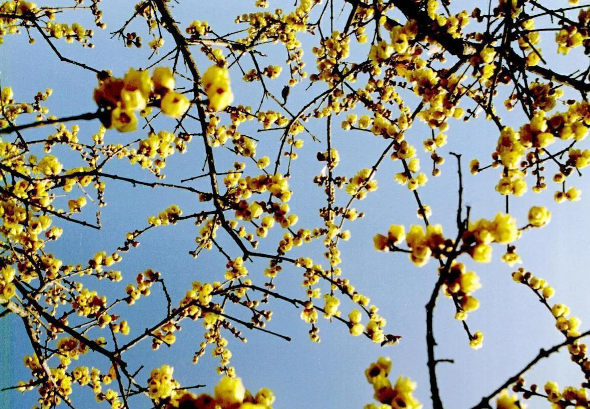 腊梅花叶子发黄干枯，和4点有关，做好后叶绿苗壮开花多