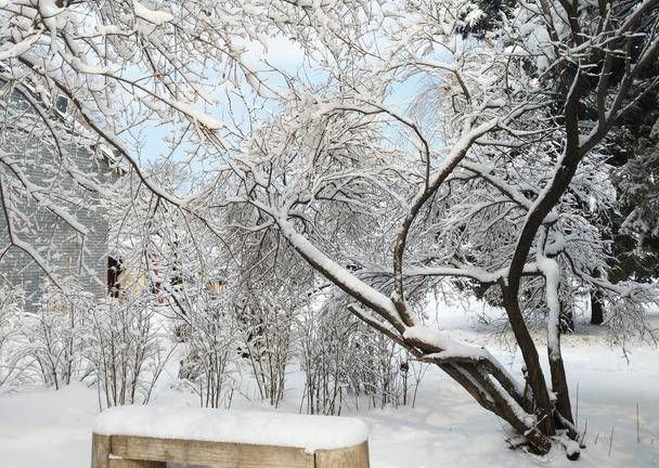 李固国|赏雪（散文）