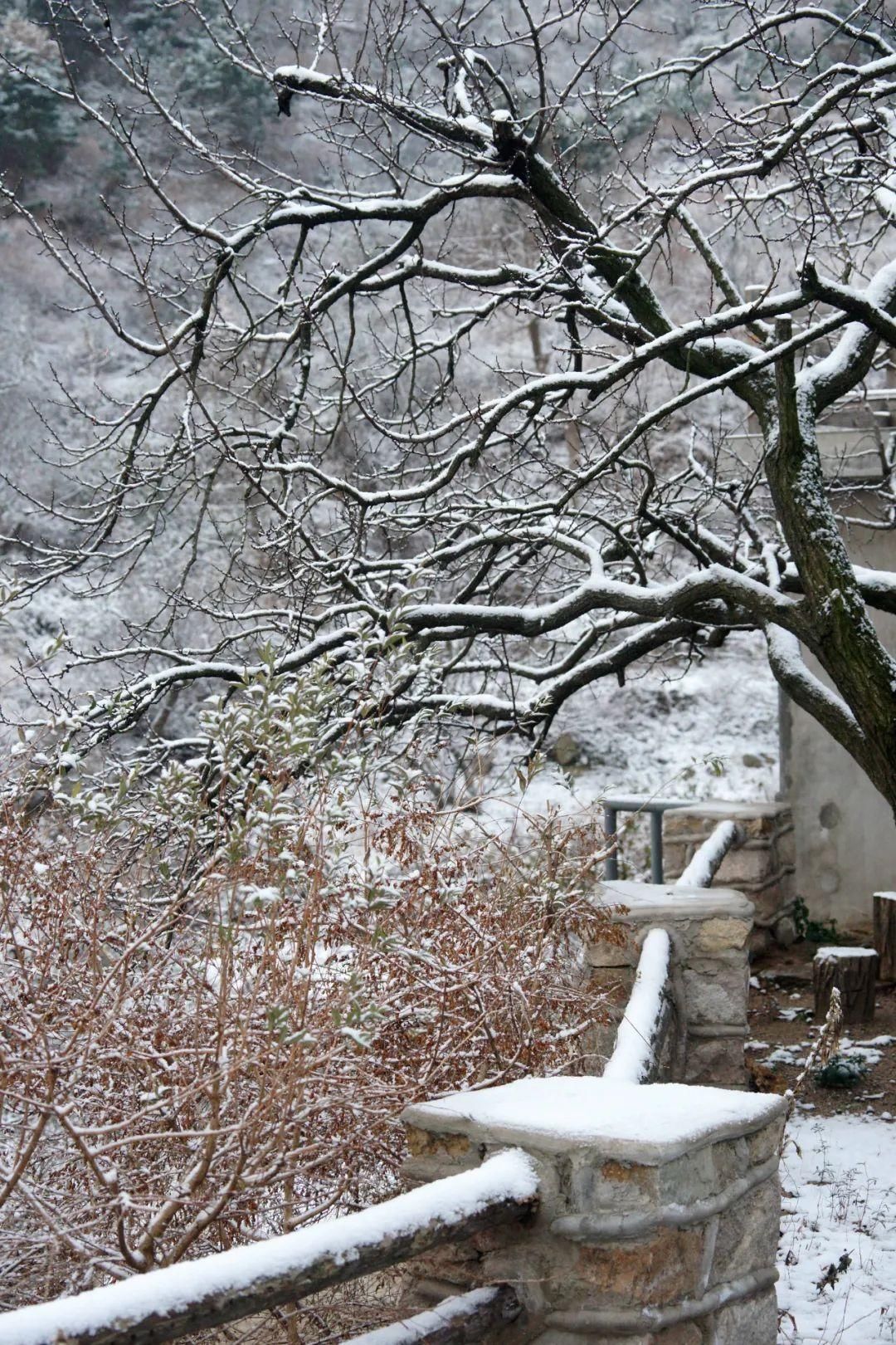 冬雪|静美如初！在冬雪里重遇海阳