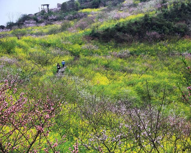 “花动一山春色” ——重庆九龙坡区九凤山赏春花