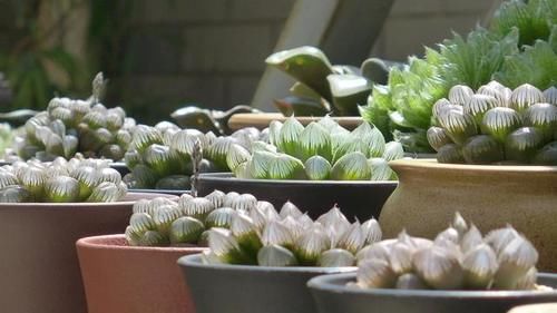 花友养多肉3年个个都漂亮，原来就靠8个字，新手：值得学习