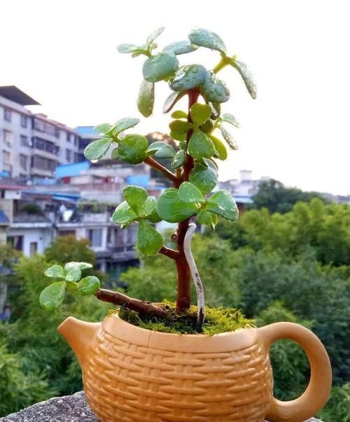  图片作者|家里有这10种花，多修剪少浇水，能养成高价盆景